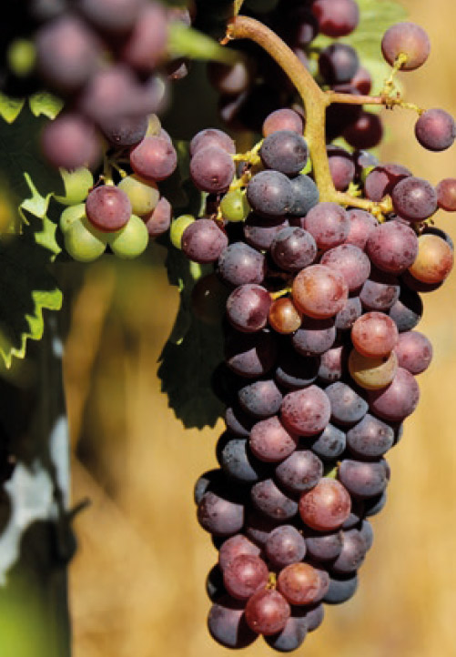 vins grappe raisin